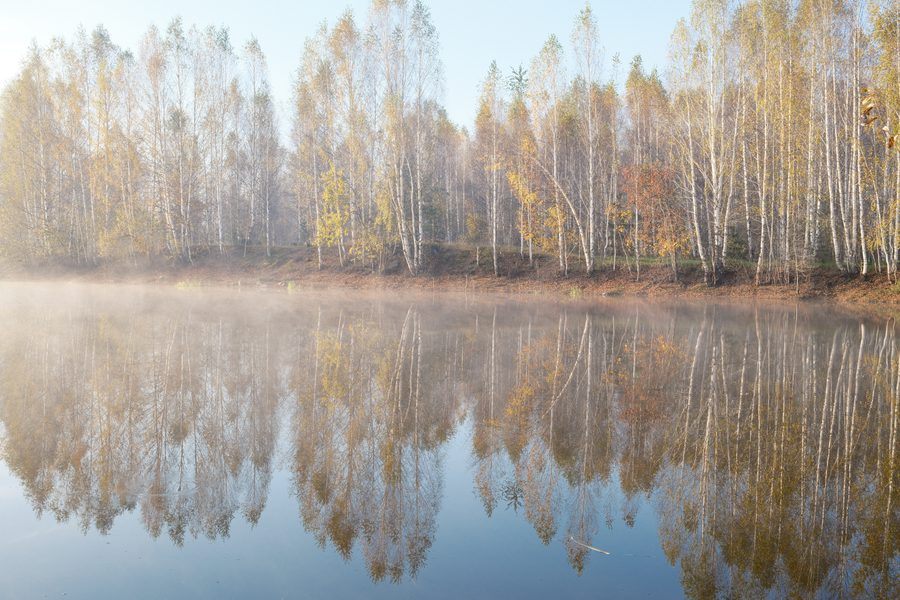 Берёзы начинают желтеть сверху.